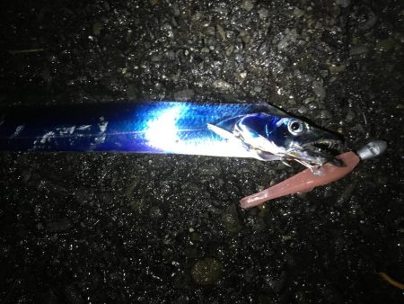 深夜の太刀魚釣り